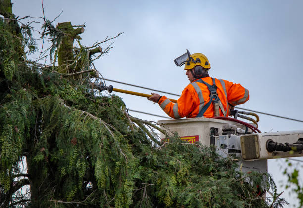 Professional Tree Removal Services in Greene, IA