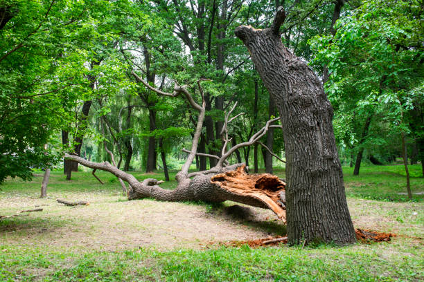  Greene, IA Tree Removal Services Pros