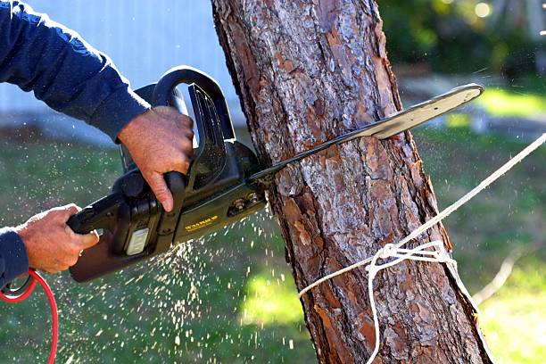 Best Tree Disease Treatment  in Greene, IA