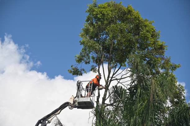 Best Tree Mulching  in Greene, IA