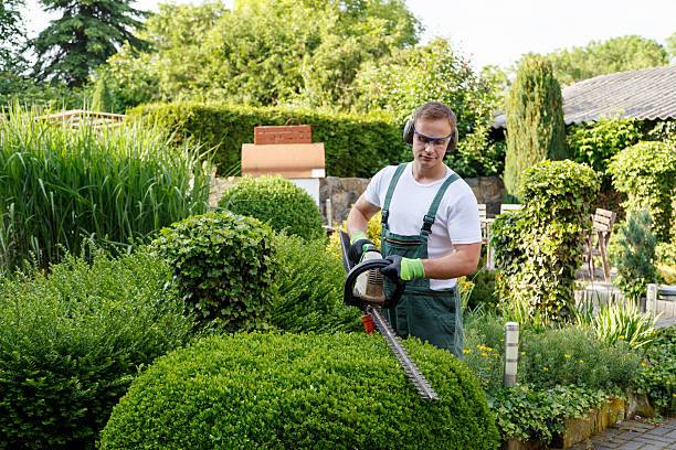 Best Lawn Maintenance Plans  in Greene, IA