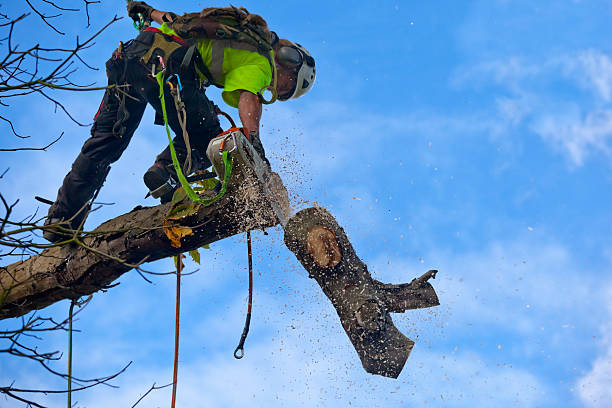 Best Residential Tree Removal  in Greene, IA